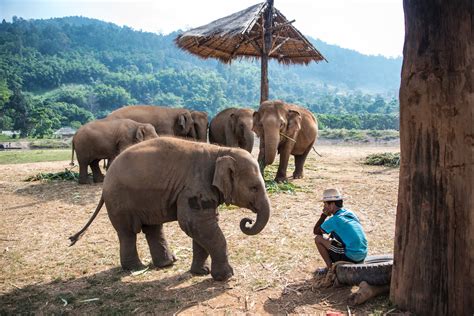 elephant village sanctuary chiang mai